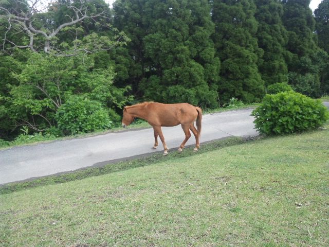 岬馬